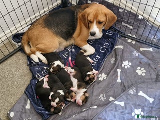 Beagle dogs - Advert 1