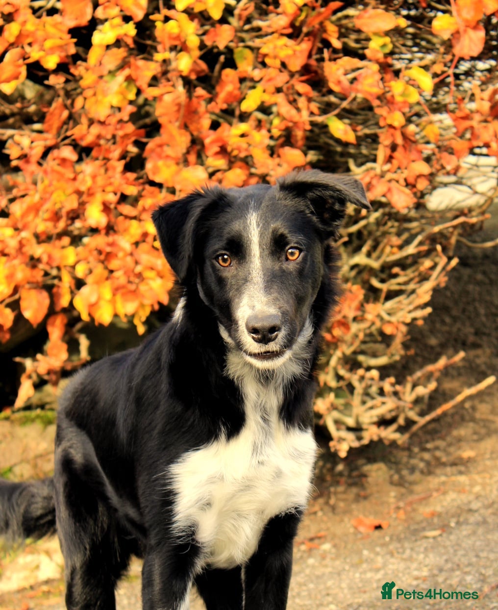 Border Collie dogs Young border collie - Advert 1