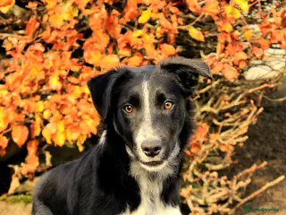 Border Collie dogs Young border collie - Advert 1