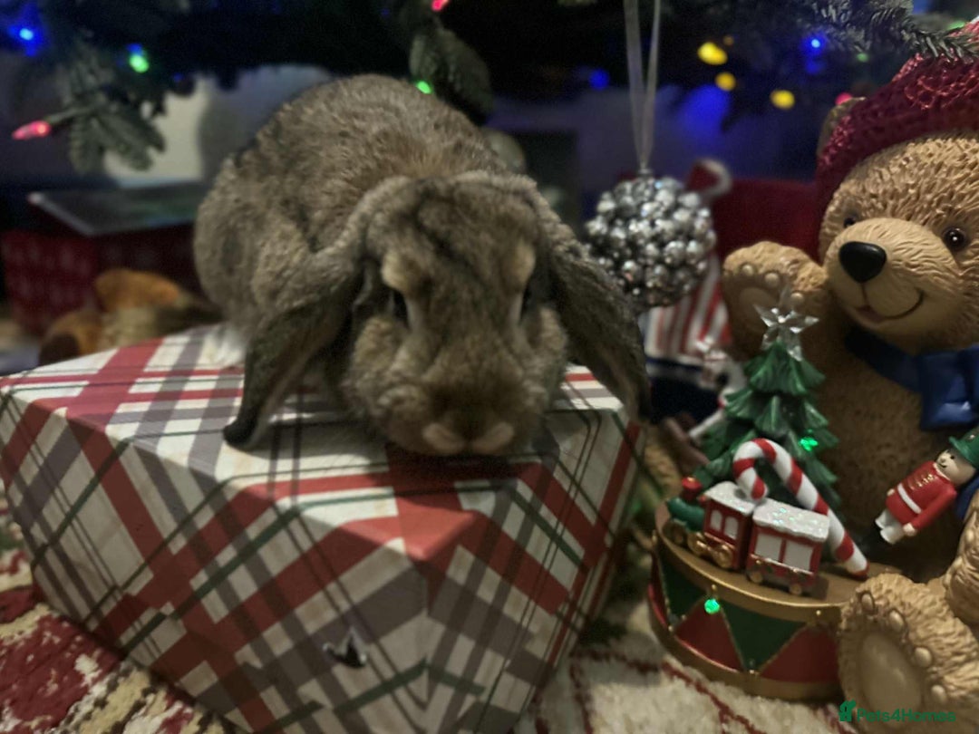 French Lop rabbits for sale: French lops and lion heads  - Advert 3