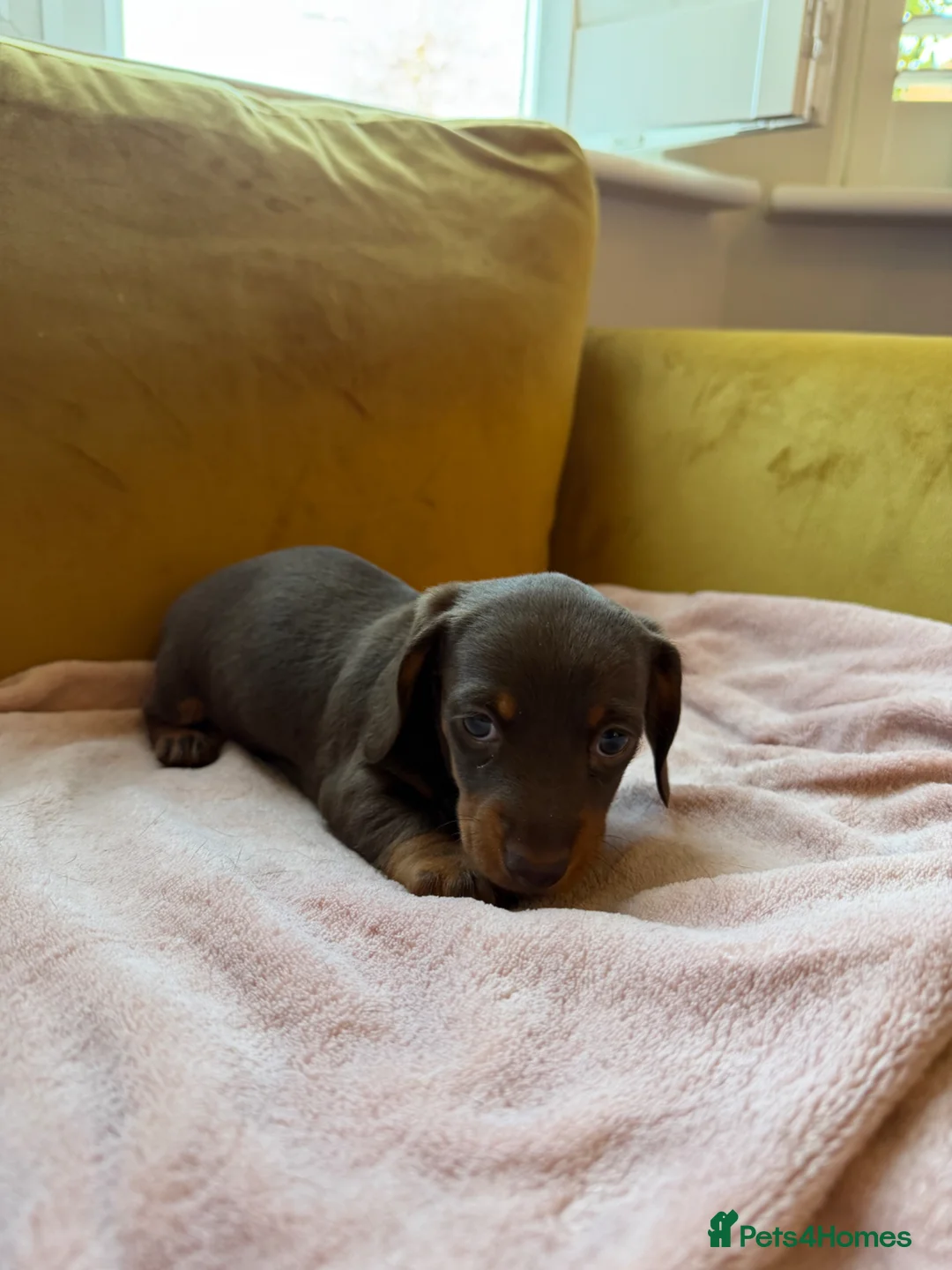 Dachshund dogs for sale: Dachshund Puppies  - Advert 2
