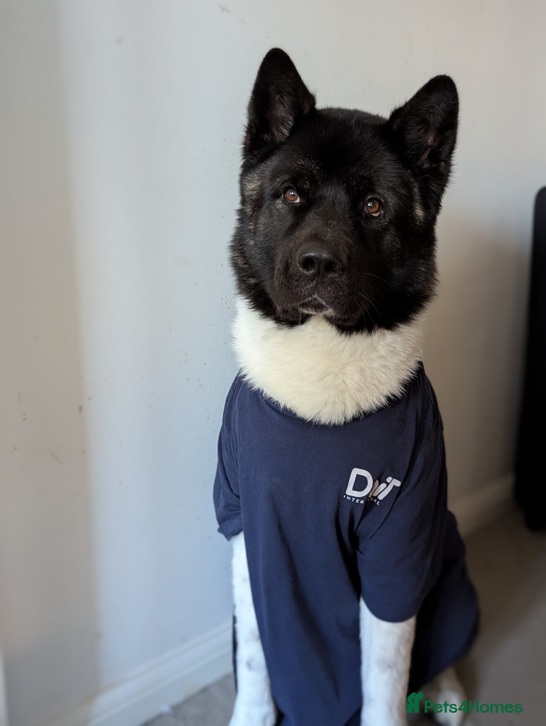 Akita dogs for sale: Zeus looking for his forever home - Advert 2