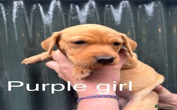 Labrador Retriever dogs for sale: Yellow/red Labrador puppies  - Image 6