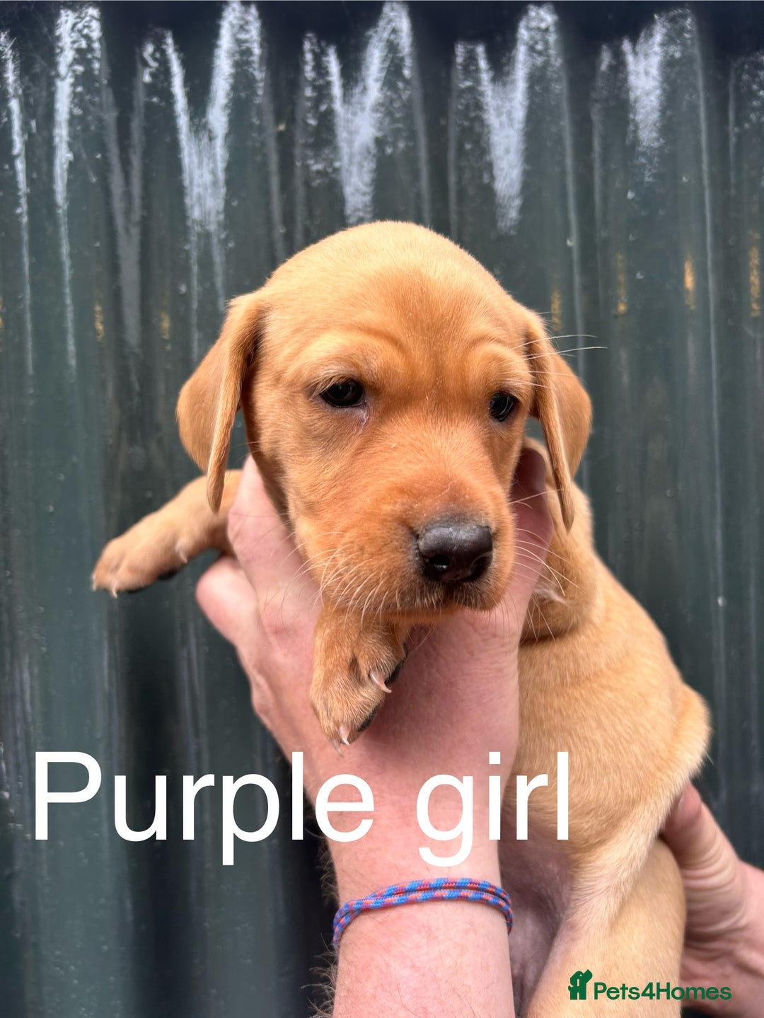 Labrador Retriever dogs for sale: Yellow/red Labrador puppies  - Image 6