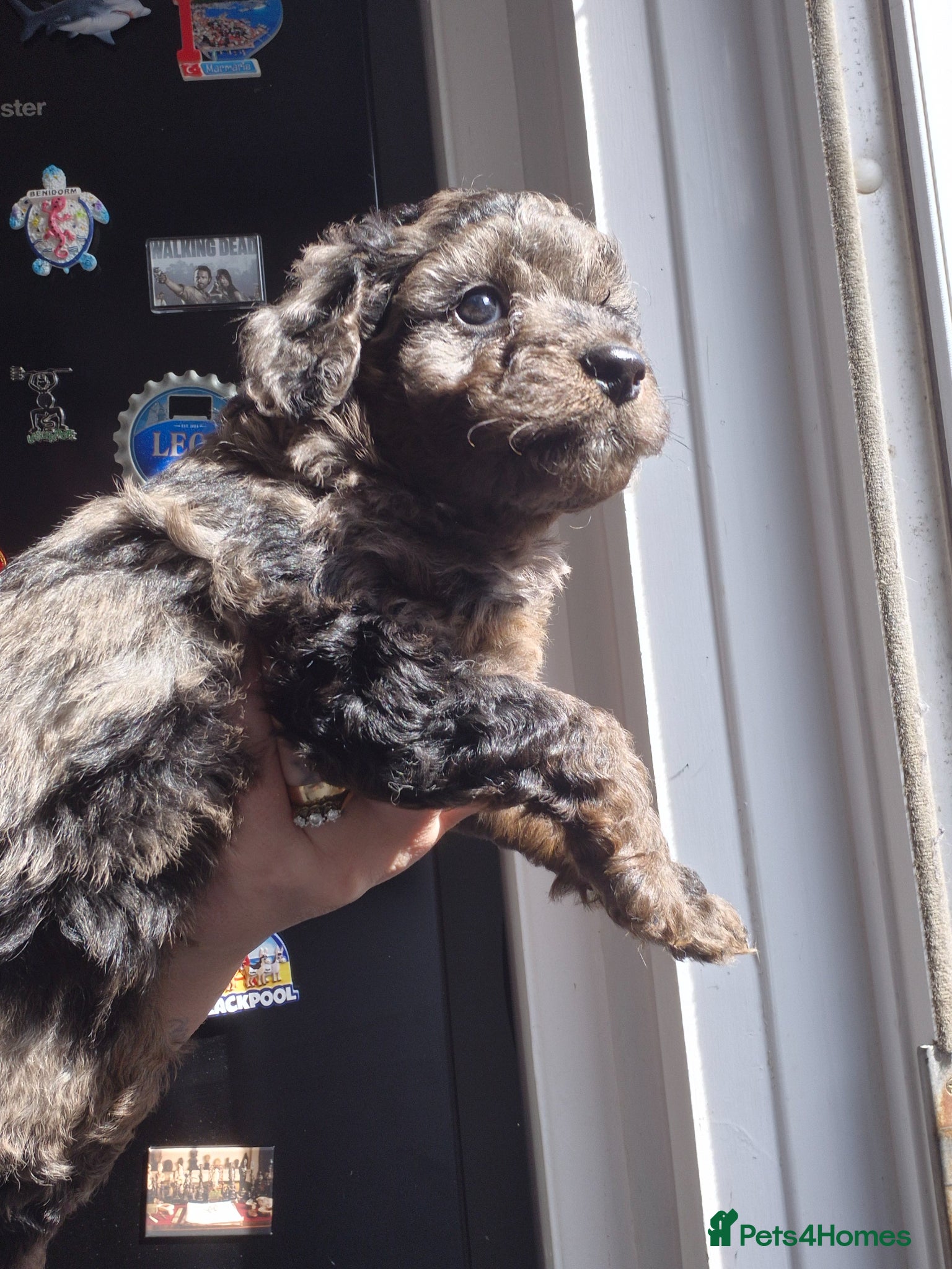 Cockapoo dogs Merle cockapoo puppies very curly - Advert 11