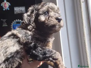 Cockapoo dogs Merle cockapoo puppies very curly - Advert 11
