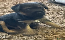 Border Terrier dogs for sale: Border Terrier puppies  - Image 11