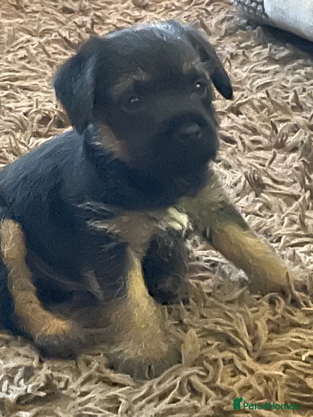 Border Terrier dogs for sale: Border Terrier puppies  - Image 11
