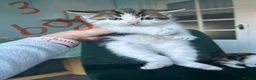 Norwegian Forest Cat cats for sale:     Four Adorable Kittens - Advert 7