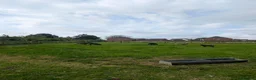 Sheep livestock for sale: Hebridean Soay Cross breeding ram lambs - Advert 3