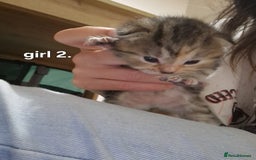 Siberian cats for sale: Siberian/bengal cross - Image 4