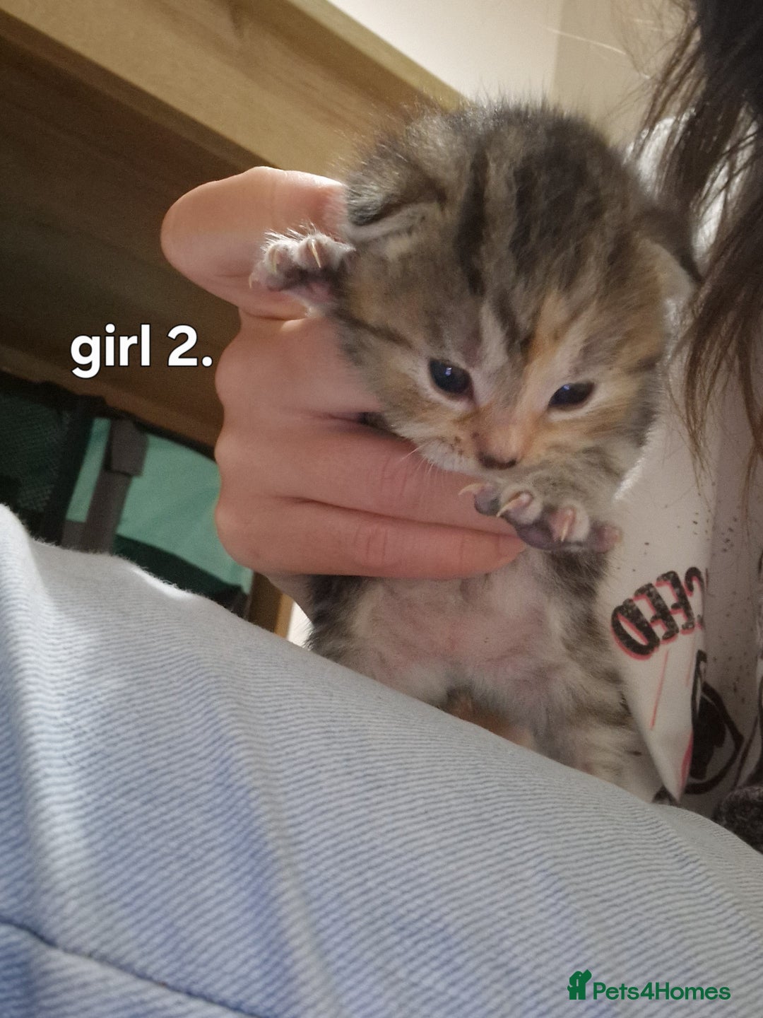 Siberian cats for sale: Siberian/bengal cross - Image 4