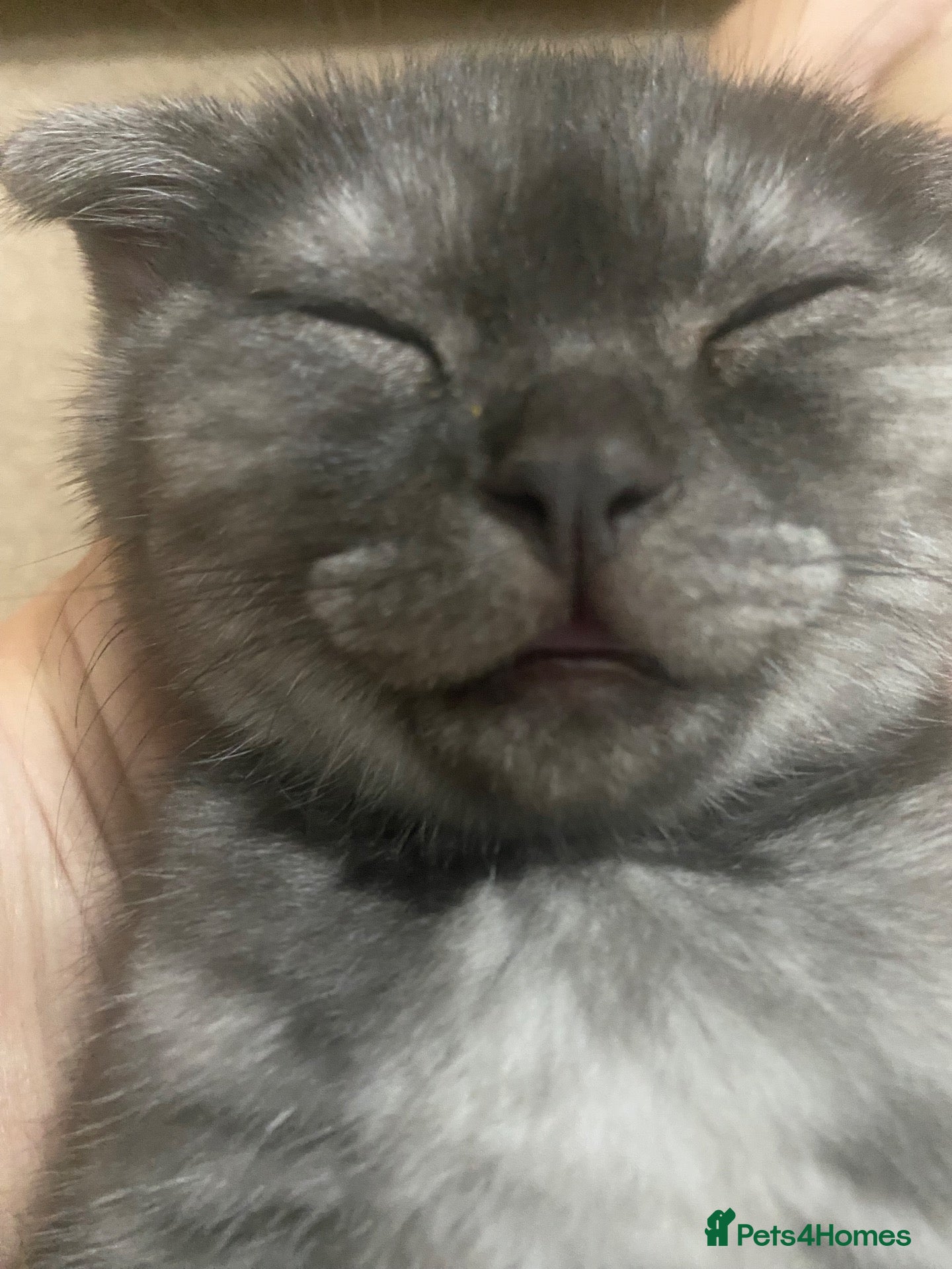 British Shorthair cats A BSH /Scottish Fold male kitten  - Advert 1