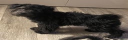 Hungarian Pumi dogs for sale: Rare Breed  - Advert 28