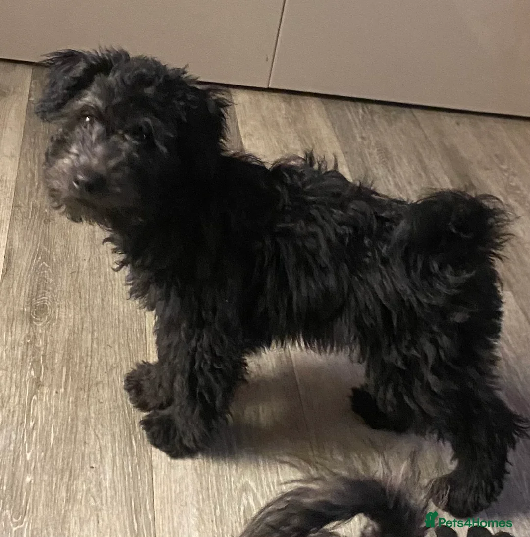 Hungarian Pumi dogs for sale: Rare Breed  - Advert 28