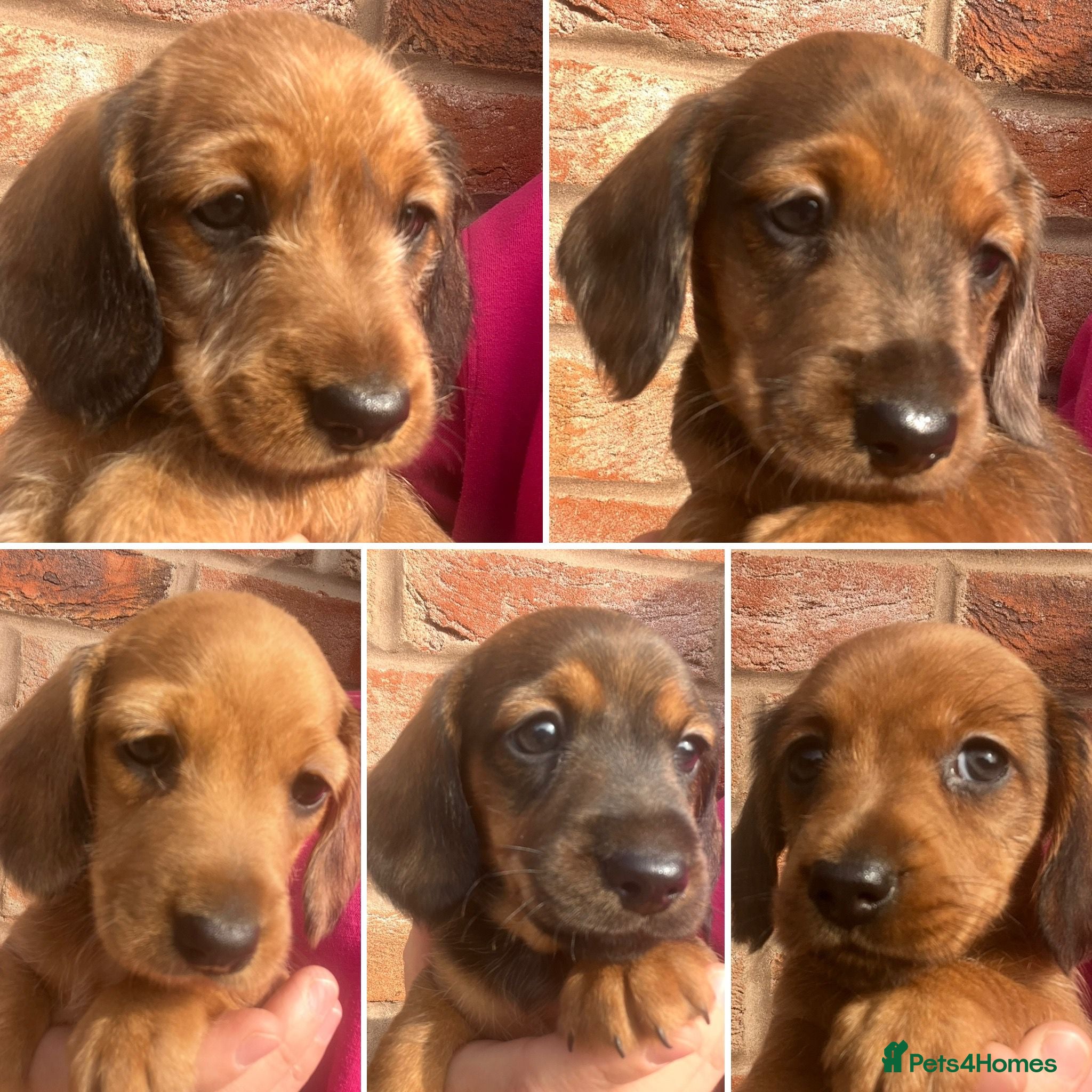 Miniature Dachshund dogs Beautiful Longhair/Wirehair Dachshunds - Advert 5