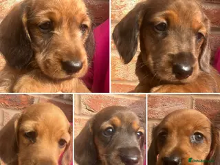 Miniature Dachshund dogs Beautiful Longhair/Wirehair Dachshunds - Advert 5