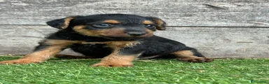 Lakeland Terrier 1