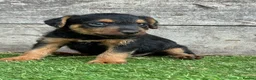 Lakeland Terrier dogs for sale: Lakeland terrier puppies - Advert 17