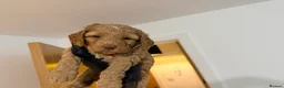 Cockapoo dogs for sale: Cockapoo Puppies Looking for Their Forever homes - Advert 9