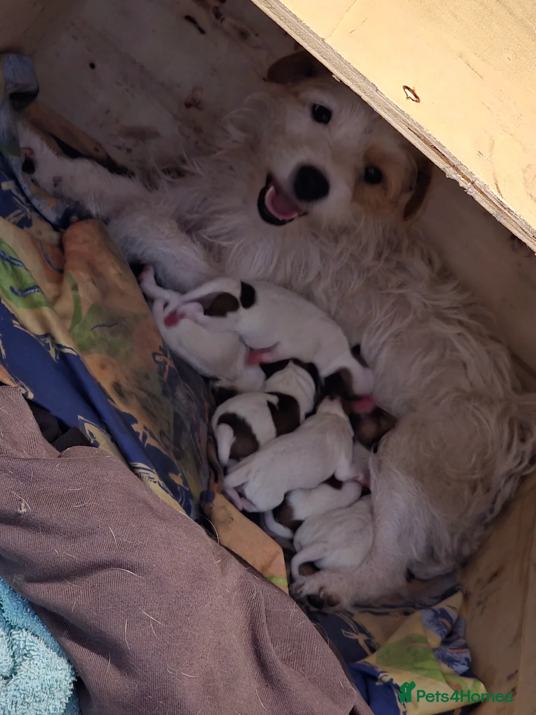 Jack Russell dogs for sale: 6 Jack Russell puppies  - Advert 12