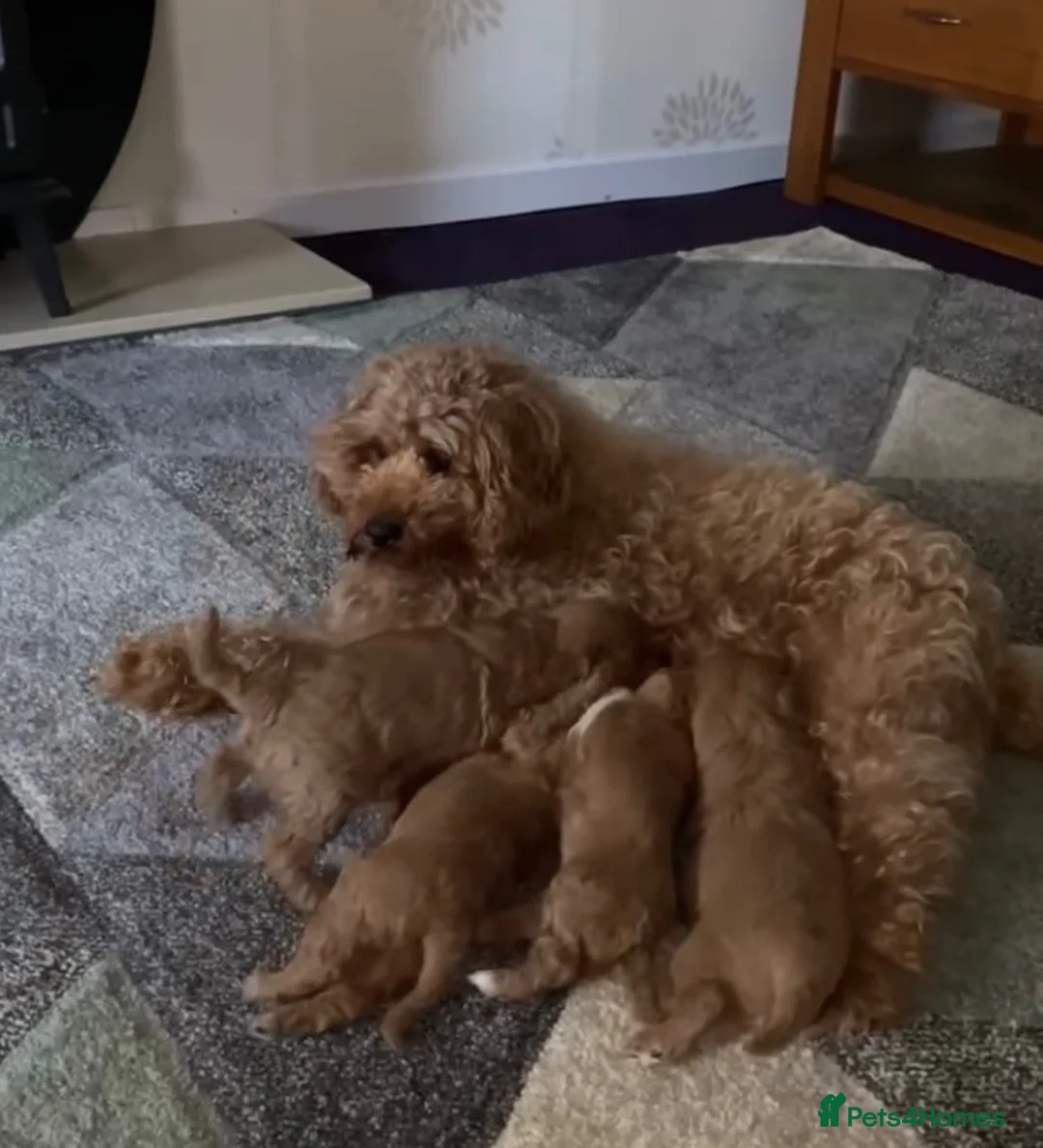 Cavapoo dogs for sale: Highland Cavapoos in Keith - Advert 1