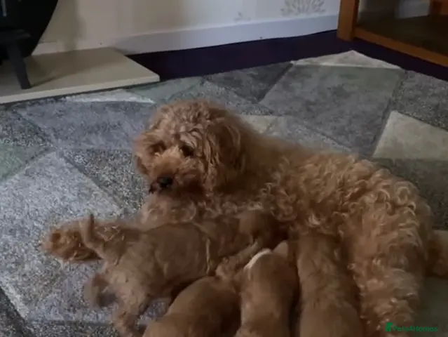 Cavapoo dogs Highland Cavapoos - Advert 18