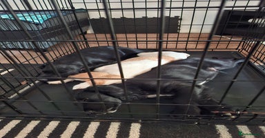 Cocker Spaniel dogs in Darlington - Advert 5