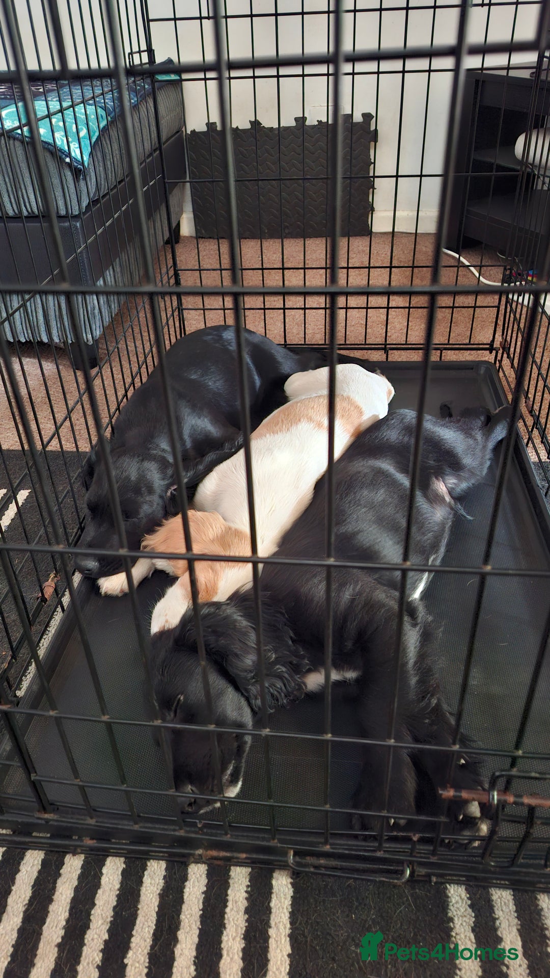 Cocker Spaniel dogs for sale: Stunning Working Cocker Spaniel Puppies for Sale in Darlington - Image 3