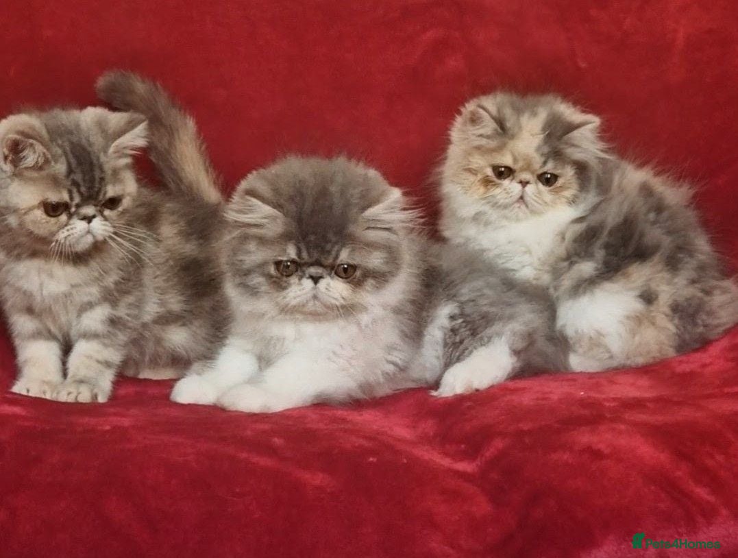 Exotic cats Stunning exotic/persian kittens - Advert 4