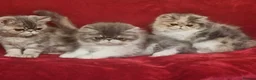 Exotic cats for sale: Stunning exotic/persian kittens - Advert 3