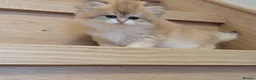 British Shorthair cats for sale: Fantastic boy and very nice girl  - Advert 11