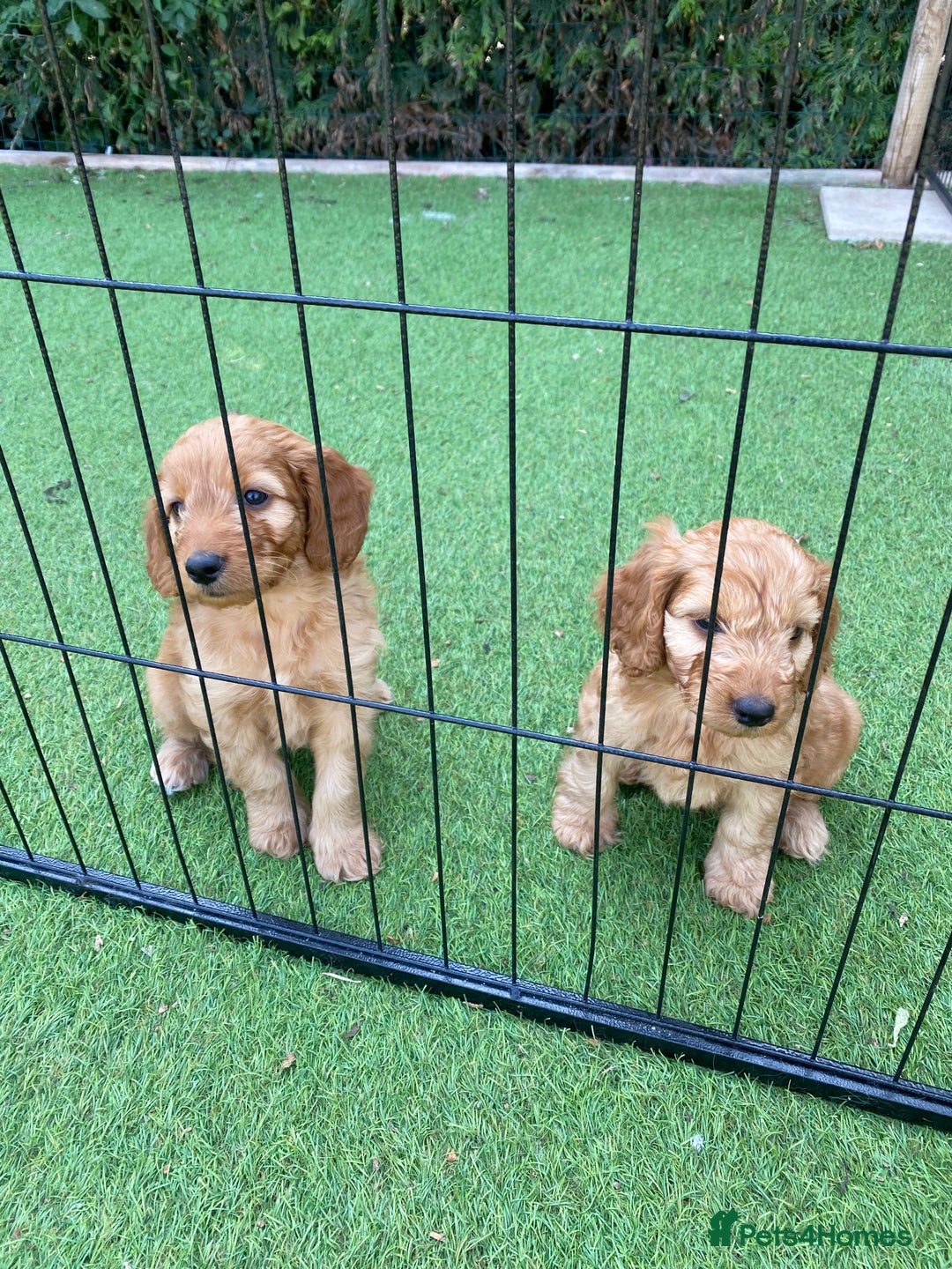 Cockapoo dogs for sale: F1 Health tested Cockapoo Pups - Image 7