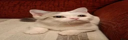 British Shorthair cats for sale: Ready to leave! 🐱 - Advert 3