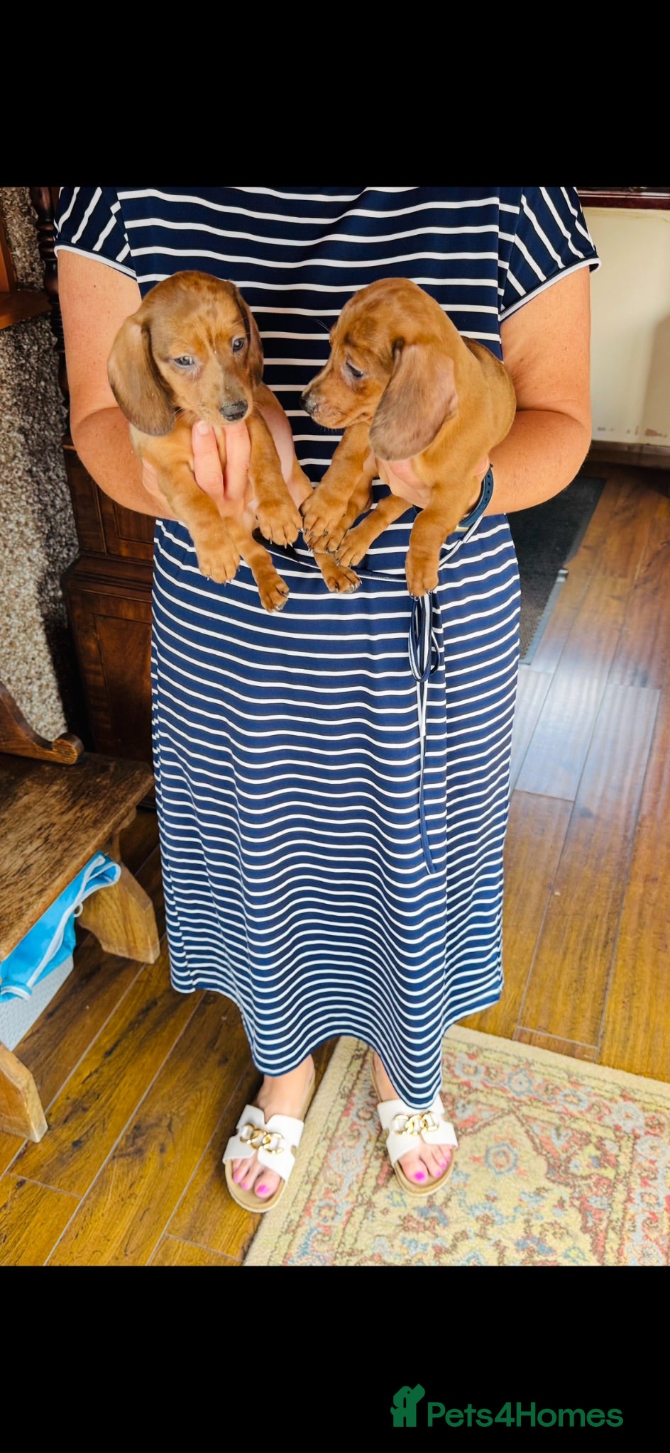 Dachshund dogs Stunning litter of dachshund pups  - Advert 18