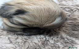 Shih Tzu dogs for sale: Stunning Shih Tzu boy - Image 17