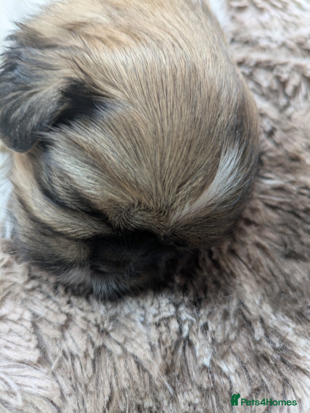 Shih Tzu dogs for sale: Stunning Shih Tzu boy - Image 17