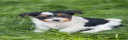 Biewer Terrier dogs for sale:  🐾🐶Beautiful Biewer Terrier Puppies🐾🐶 - Advert 7
