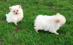 Pomeranian dogs for sale: Miniature Pomeranian puppies  - Advert 1