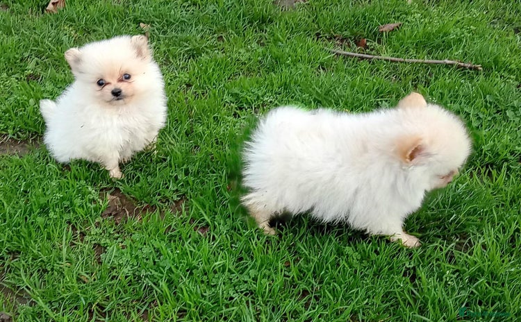 Pomeranian dogs Miniature Pomeranian puppies  - Advert 1