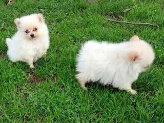 Pomeranian dogs for sale: Miniature Pomeranian puppies - Advert 1