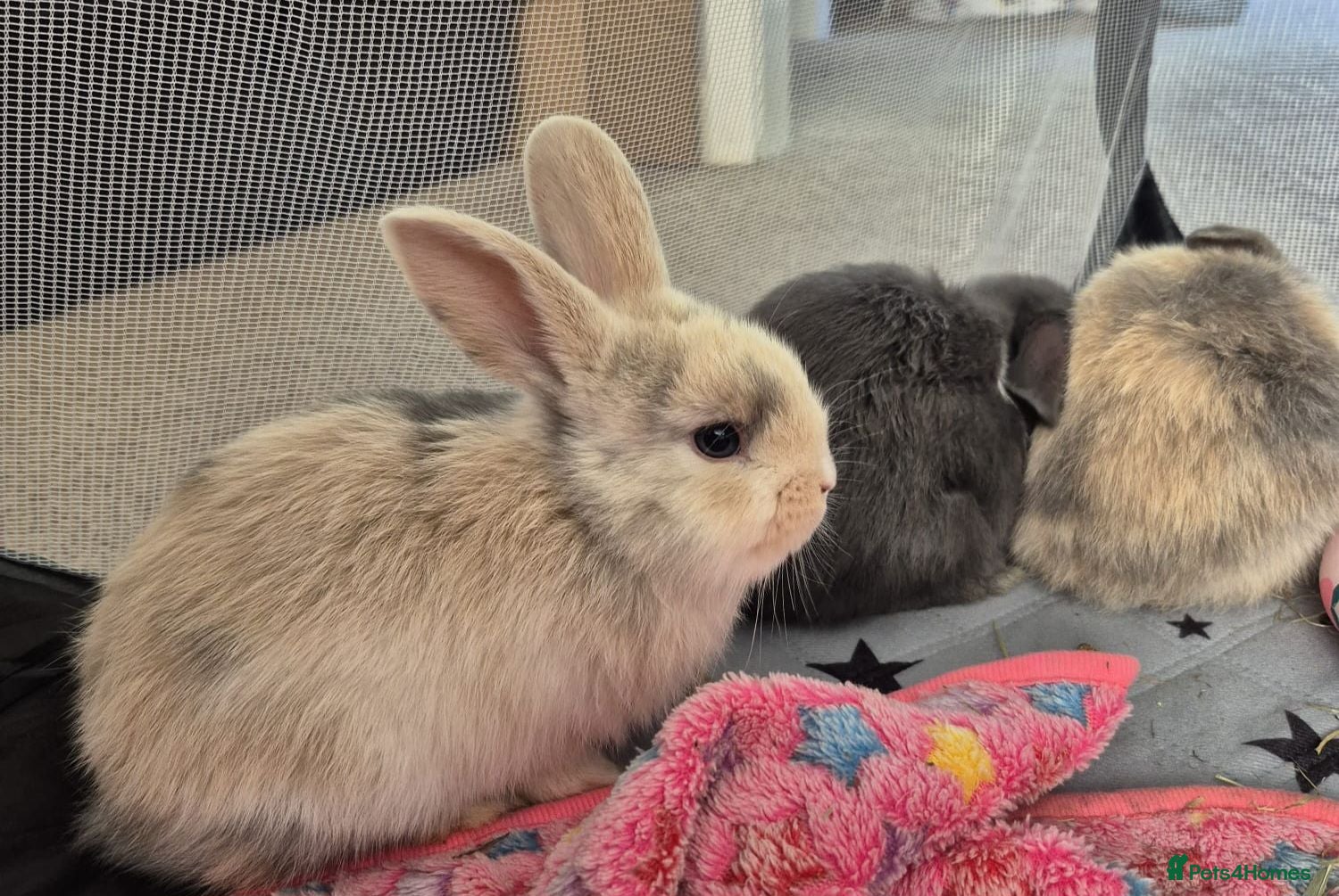 Mini Lop rabbits 3 x Mini Lop Baby Bunnies - Advert 17