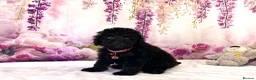 Miniature Poodle dogs for sale: 🌟Stunning Mini Poodles🌟CHAMPION LINES, DNA CLEAR - Advert 5