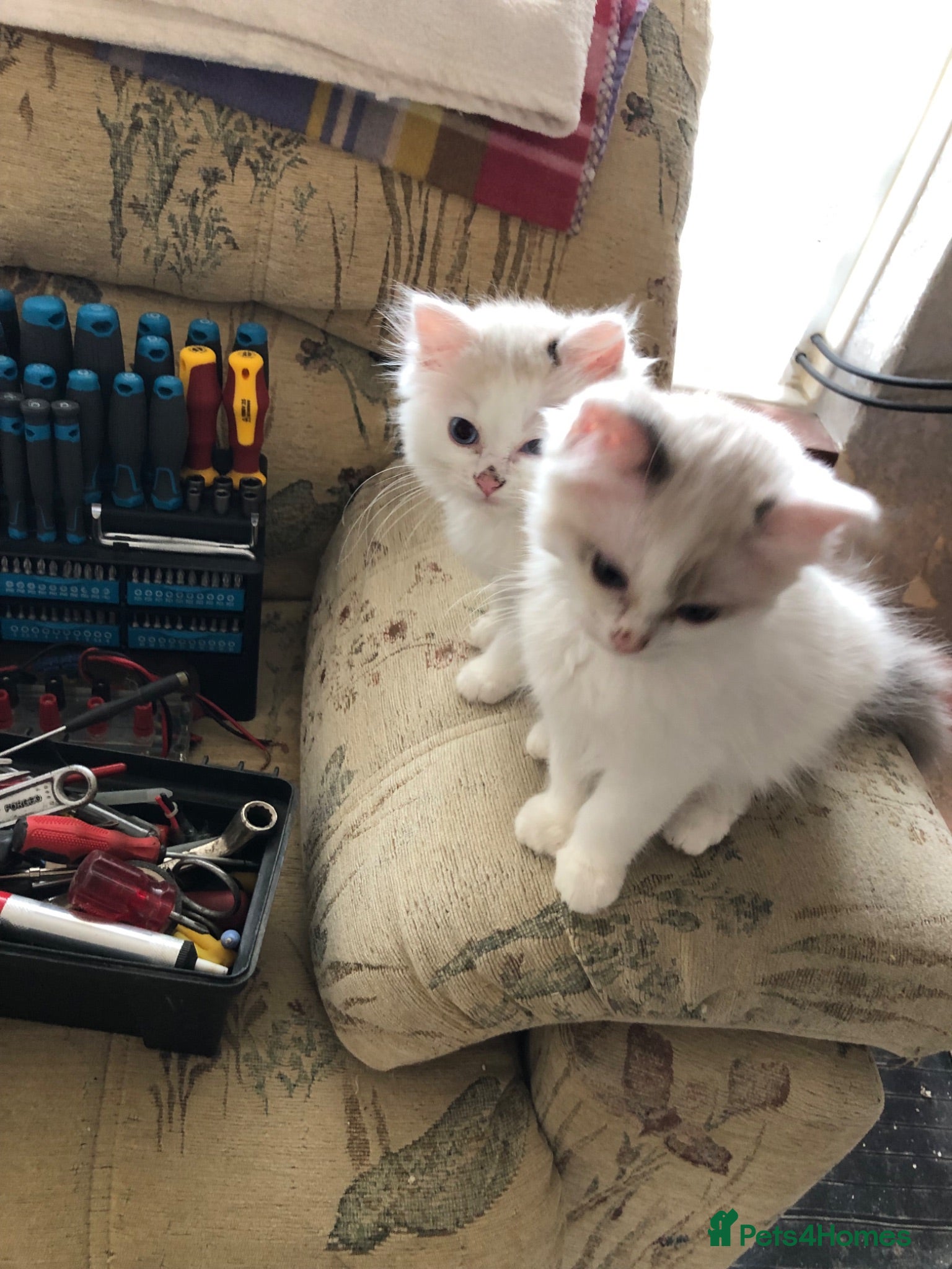 Ragdoll cats Beautiful Ragdoll kittens  - Advert 1
