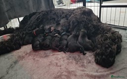 Russian Black Terrier dogs for sale: Russian Black Terrier  - Image 4