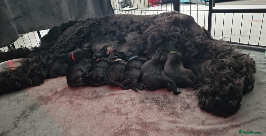 Russian Black Terrier dogs for sale: Russian Black Terrier  - Image 4
