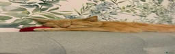 Mixed Breed cats for sale: Ginger cat for sale - Advert 10