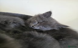 Mixed Breed cats for sale: 5 cute blue and blue&white long-haired kittens - Image 6