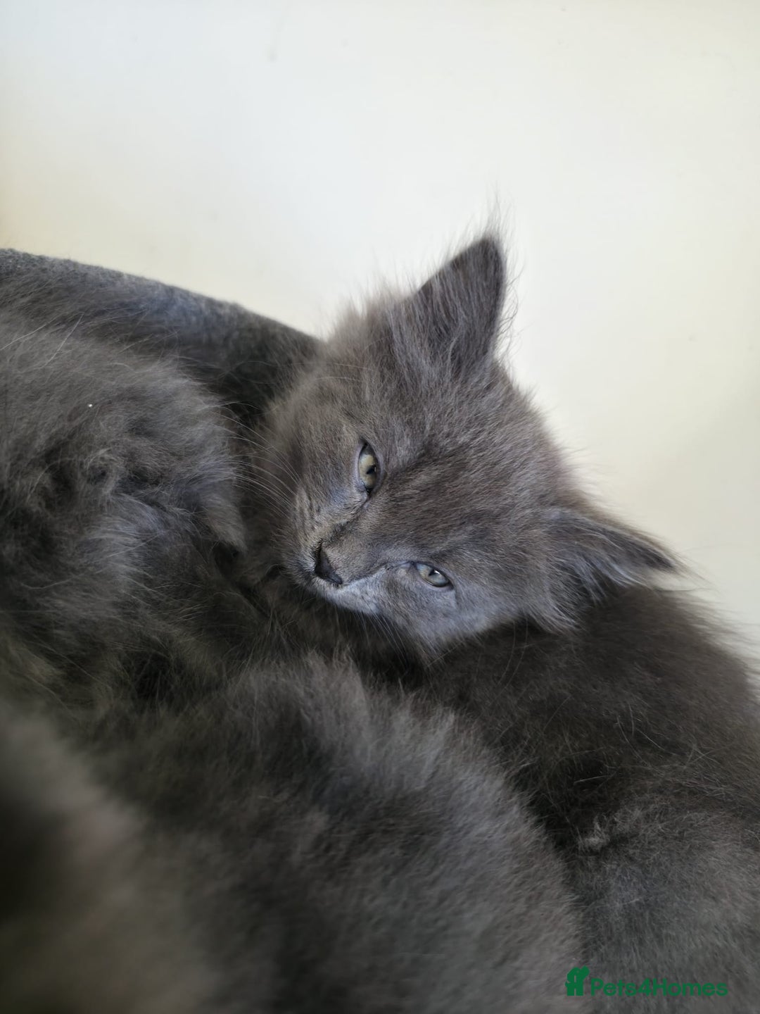 Mixed Breed cats for sale: 5 cute blue and blue&white long-haired kittens - Image 6