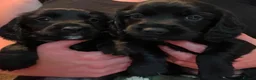 Cocker Spaniel dogs for sale: Cocker Spaniels puppies READY NOW - Advert 18